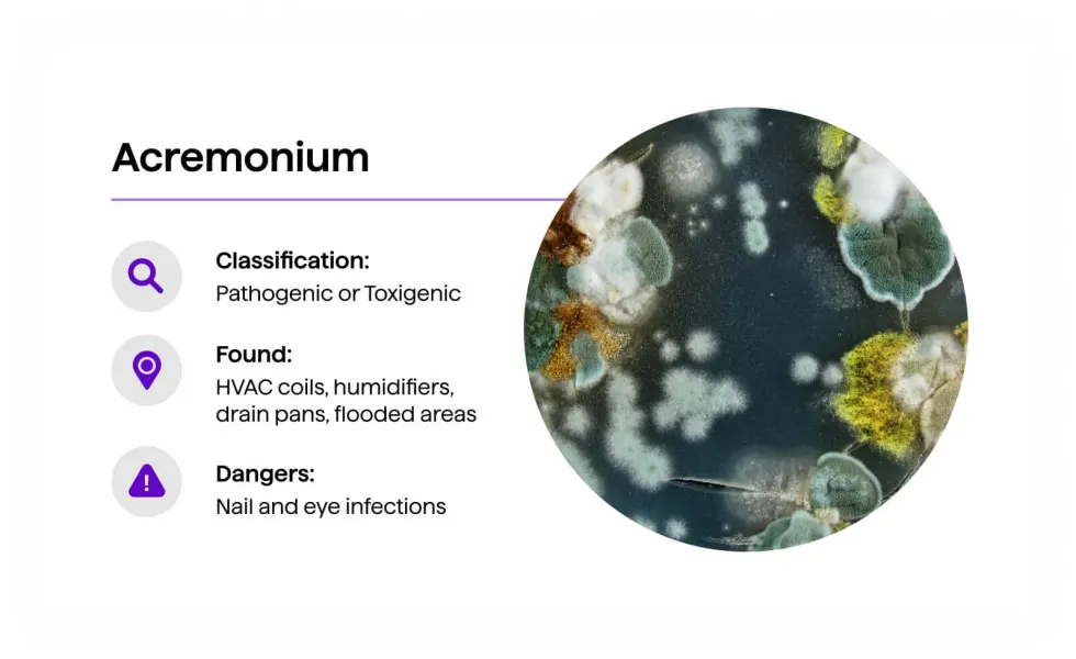 Acremonium mold — mixed white, gray, and green colonies in culture