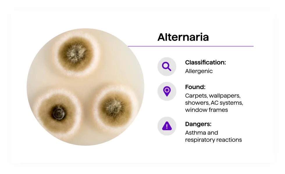 Alternaria mold — dark brown woolly colonies with defined circular growth pattern