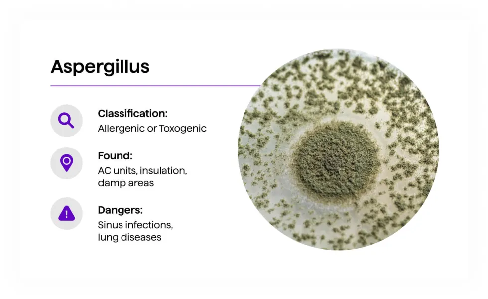 Aspergillus mold — powdery green colony with spore-dotted surface