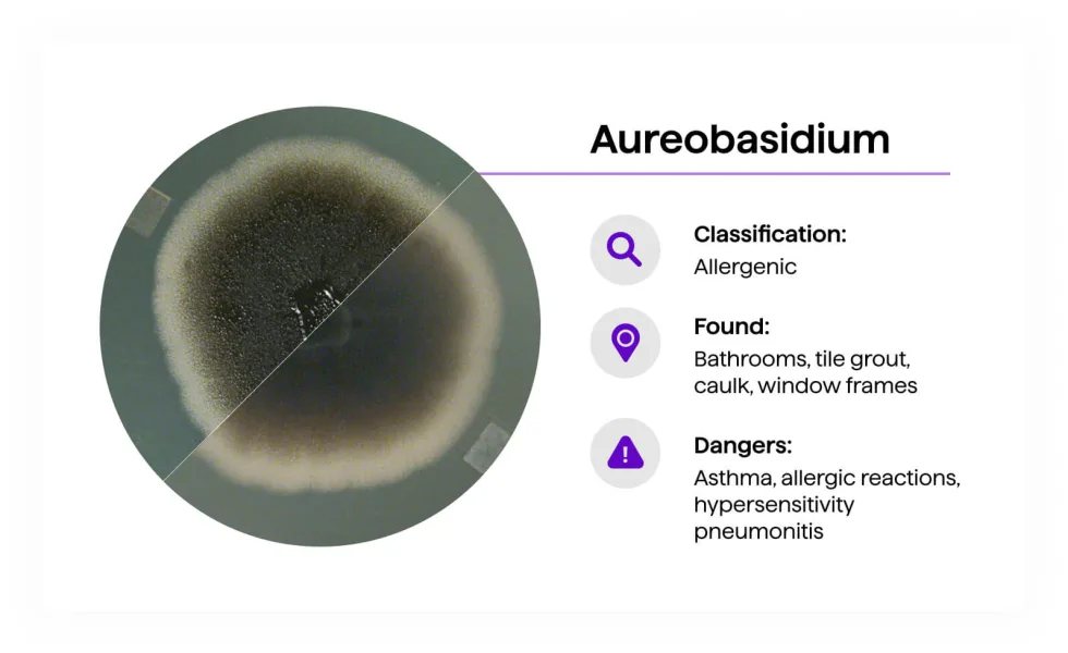 Aureobasidium mold — dark greenish-black colony, gradient from center to lighter edge