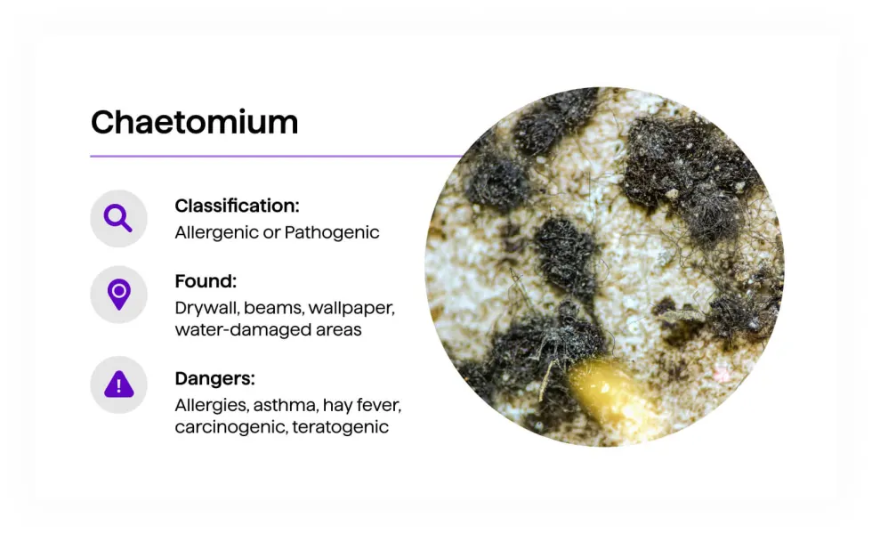 Chaetomium mold — dark black fuzzy growth with visible hair-like filaments