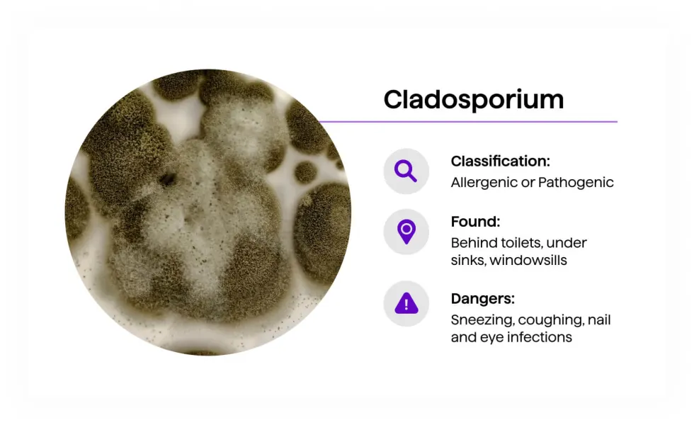 Cladosporium mold — olive green to dark brown, powdery texture