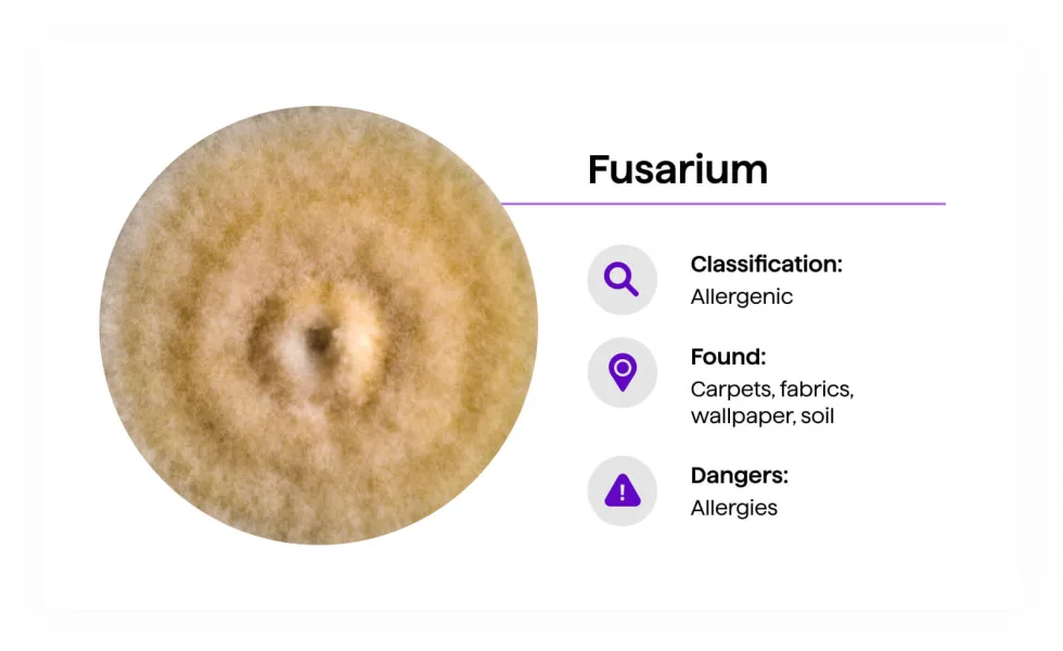 Fusarium mold — tan to brown circular colony with lighter center