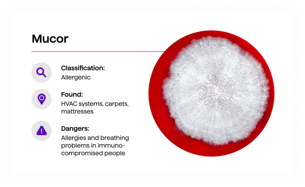 Mucor mold — dense white fluffy growth filling circular culture dish