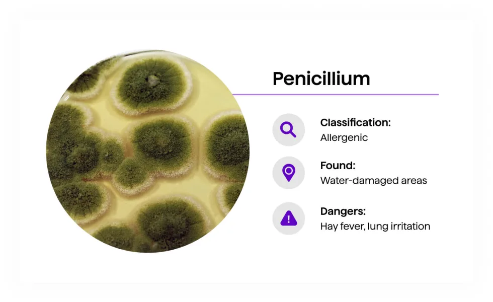 Penicillium mold — circular green colonies with concentric ring patterns