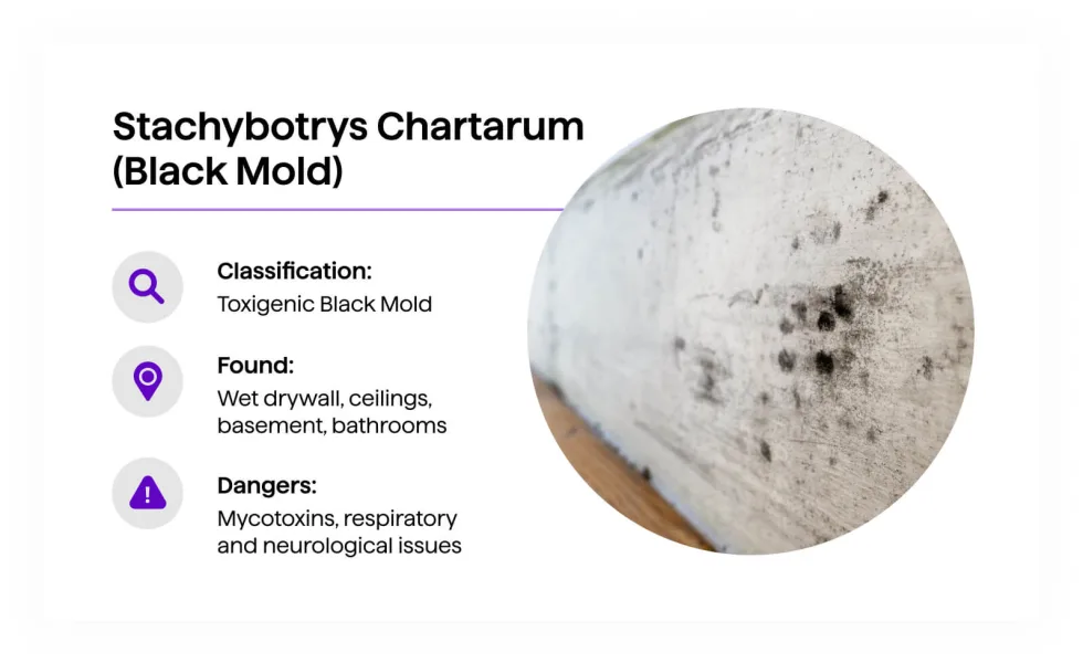 Stachybotrys chartarum on drywall — irregular dark greenish-black patches spreading from water damage